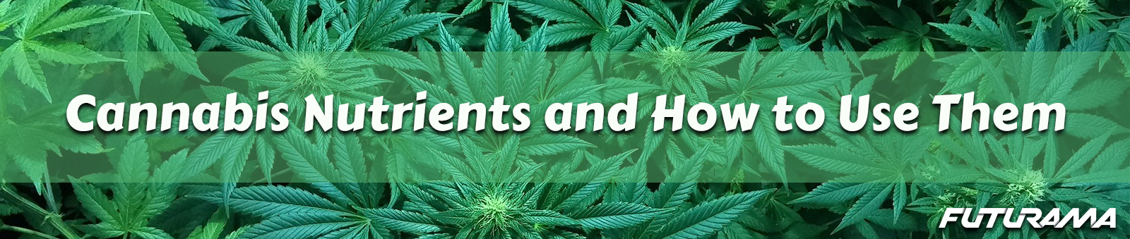 Cannabis Nutrients And How To Use Them